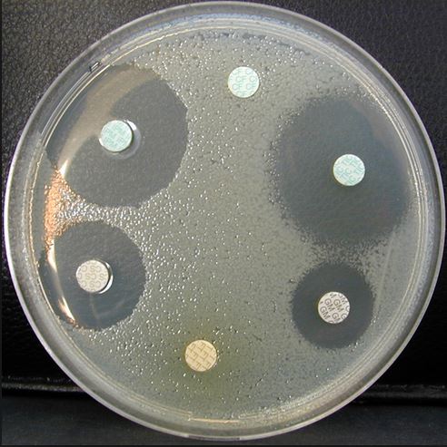 IMIPENEM, 10μg, clsi, eucast, disc [BioRad-66568]