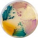 CHROMAGAR ORIENTATION, dehydrated agar, 5l [RT412]