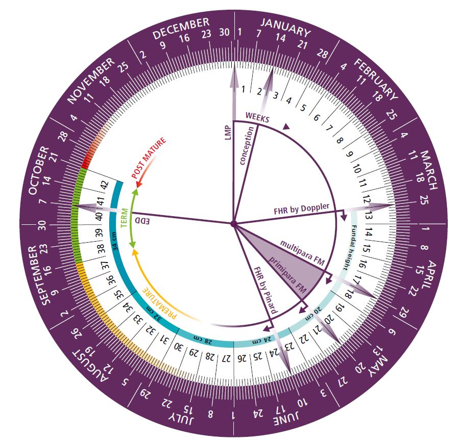 PREGNANCY WHEEL, cardboard, English