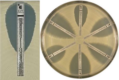 MIC TEICOPLANIN, 0.015-256µg, strip [Liofilchem-920121]