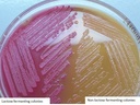 MAC CONKEY AGAR 3 WITH CRYSTAL VIOLET,dehyd,500g [BD-212306]