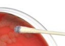 OXIDASE SWAB, Oxisticks [HD-Z193]