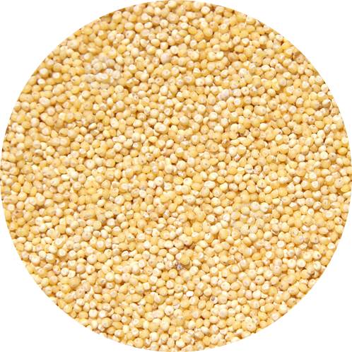 MILLET, 50kg, PP bag