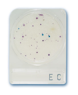 BOITE DE PETRI Escherishia coli (Compact Dry EC) 40 pcs