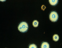 [SLASIINK1B1] INDIA INK, black, cryptococcus test, dropper, 0.5 ml, amp.