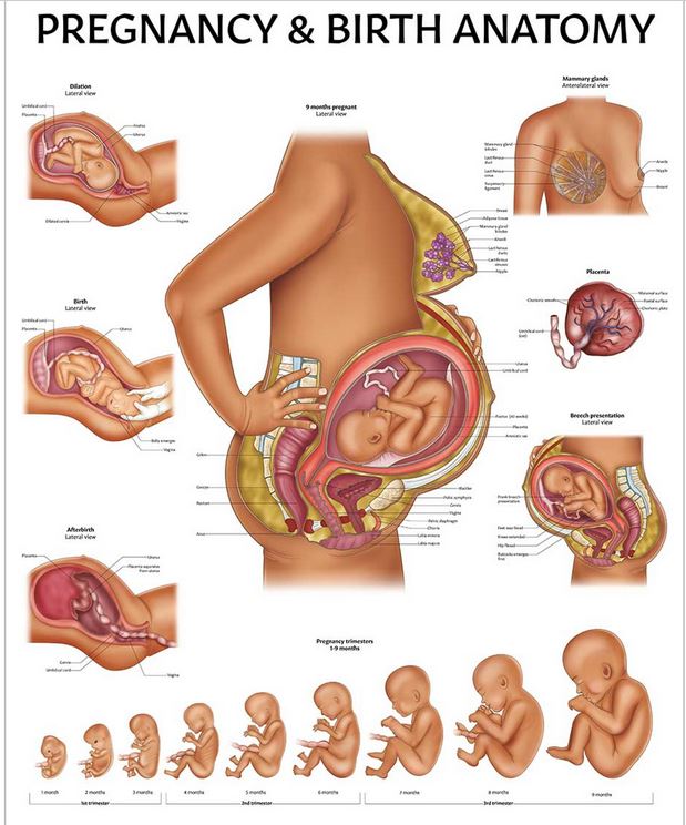 PLANCHE MURALE ANATOMIE GROSSESSE ET ACCOUCHEMENT, 50 X 65cm