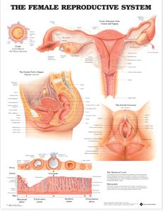 PLANCHE SYSTEME DE REPRODUCTION FEMININ, anglais 66cm x 51cm