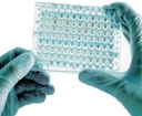 (ELISA) KIT TSH, plaque 96 tests  (Human 54030)