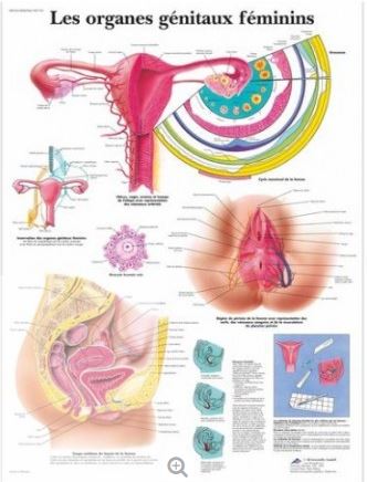 PLANCHE SYSTEME DE REPRODUCTION FEMININ, français, 66cmx51cm