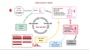 CARD, MASS CASUALTY TRIAGE ALGORITHM, En, A4, recto/verso