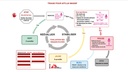 CARD, MASS CASUALTY TRIAGE ALGORITHM, Fr, A4, recto/verso