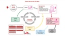 CARD, MASS CASUALTY TRIAGE ALGORITHM, Sp, A4, recto/verso