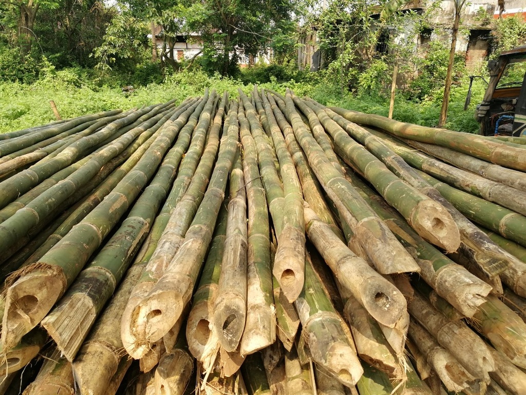 POLE, bamboo, large diameter
