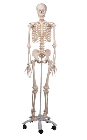 SKELETON STAN, 5 foot roller stand