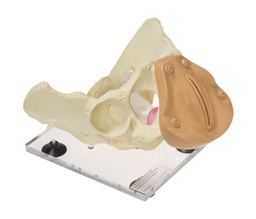 [ETMAPMVA1--] MANNEQUIN, UTERINE PELVIC MODEL, MVA technique