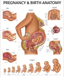 [ETPOFOET1--] PLANCHE MURALE ANATOMIE GROSSESSE ET ACCOUCHEMENT, 50 X 65cm