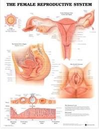 [ETPOMECY1--] PLANCHE SYSTEME DE REPRODUCTION FEMININ, anglais 66cm x 51cm