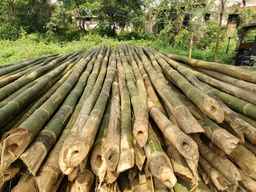 [CBUIBAMBPL-] POLE, bamboo, large diameter