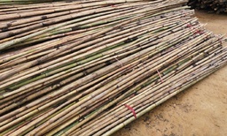 [CBUIBAMBPS-] POLE, bamboo, small diameter